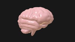 Stylized human brain