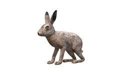 Hare Male