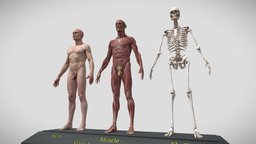Male Anatomy Base Body