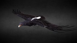 Aquilla Verreauxii (Black eagle)