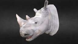 Rhinoceros Head