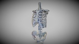 Torso skeleton (Skeletal System)