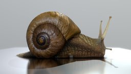 Snail with Shell