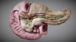 Pancreas and Duodenum