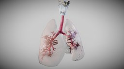 Pulmonary System Whole
