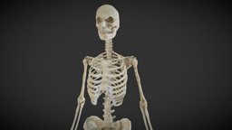 Female Skeletal System (Skeleton)