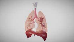 Lung animation
