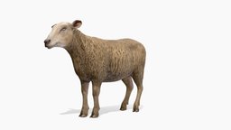 Sheep Animations