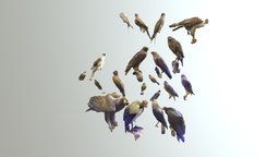 Various Birds 2
