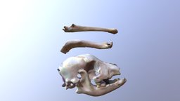 Dog Skull, Jawbone, Leg Bones (1,750 Years Old)
