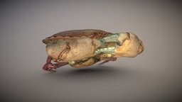 3Dscanned photogrammetry Crab