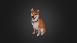 Scanned Shiba Inu Dog 01