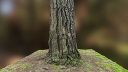 Tree trunk photogrammetry scan