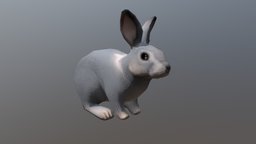 Grey Rabbit