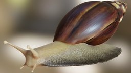 Snail PhotoRealistic