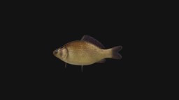 Crucian Fish Animated Model
