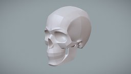 Shapes of the Human Skull