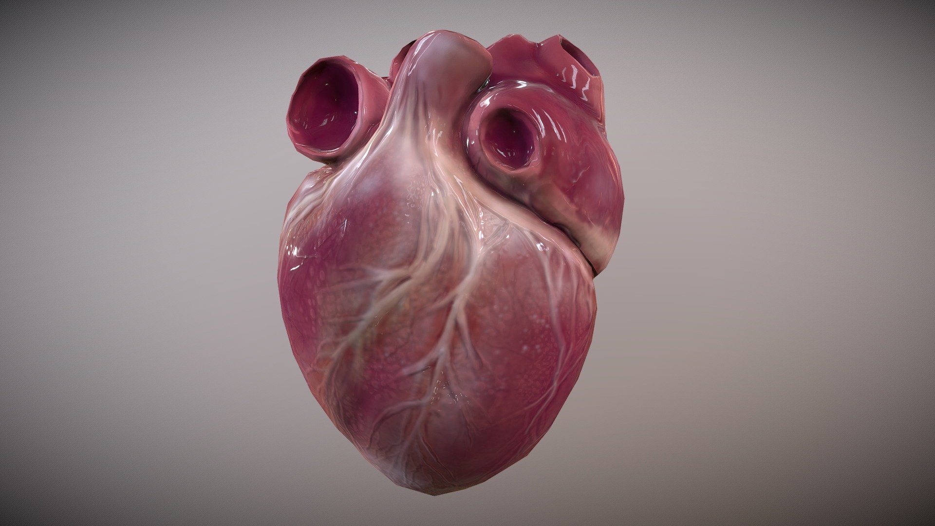 Human Heart [Animated] 3D Model