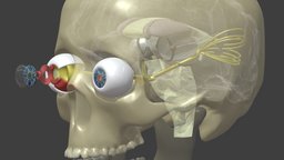 Eyeball Extension Neuroanatomy