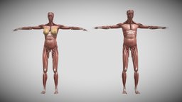 Human-Muscular System