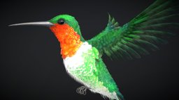 Hummingbird — Ruby-throated Hummingbird