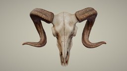 Ram Skull