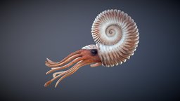 Ammonite + Swim Cycle