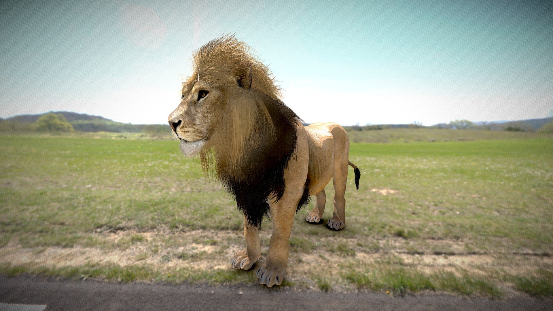 Lion male 3d model