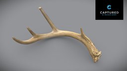 White-Tailed Deer Right Shed Antler 2