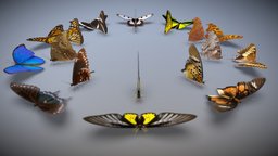 Butterfly wings Display