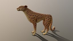 Cheetah jungle safari