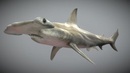 Hammerhead Shark with UE4 Support