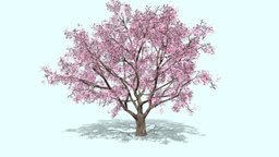 Sakura Tree Blossom cherry