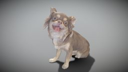 Chihuahua dog 20
