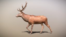 Deer Walk Animated