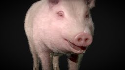 Pig low poly model