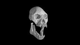 Female Proconsul Africanus Skull