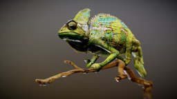 Chameleon Sculpt