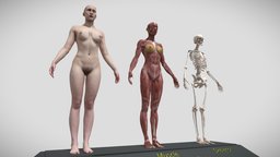 Female Anatomy Base Body