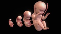 Human embryonic