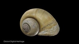 Apple Snail Shell