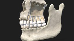 Tooth Structure Bone Anatomy
