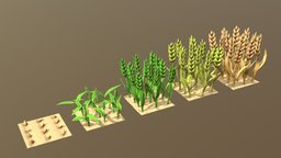 Barley Cartoon With Stages Of Grow, LowPoly