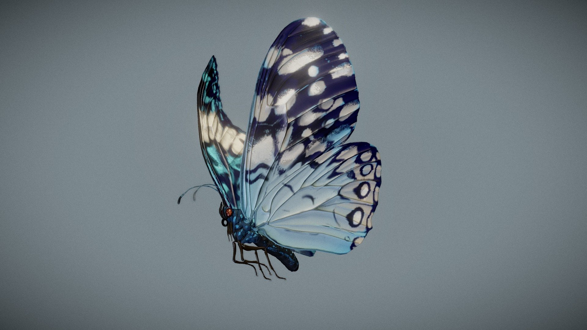 Butterfly Blue Cracker 3d model