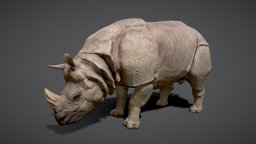 Indian Rhinoceros |Game-Ready|
