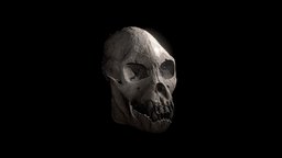 Skull of Female Proconsul Africanus