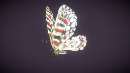 Butterfly Zerynthia Rumina