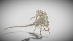 Spinosaurus aegyptiacus Skeleton