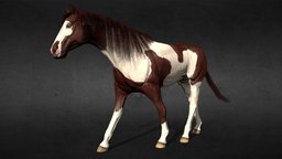 Anatomically Correct Horse