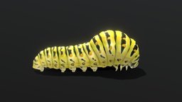 Papilio Machaon Caterpillar